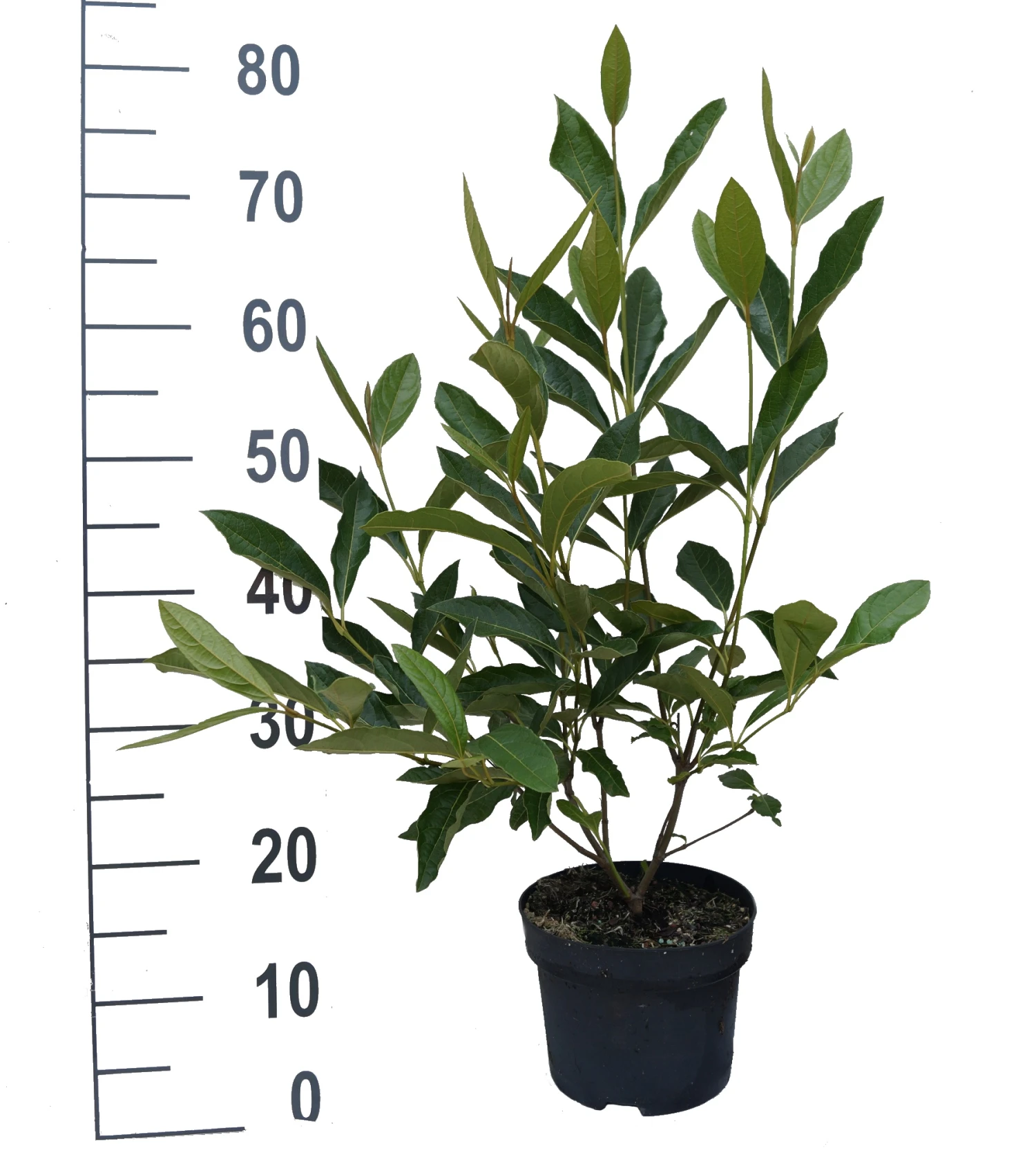 Amerikanischer Schneeball `Brandywine´ Viburnum Nudum `Brandywine´ 4 Amerikanischer Schneeball `Brandywine´ Viburnum Nudum `Brandywine´ - Image 4