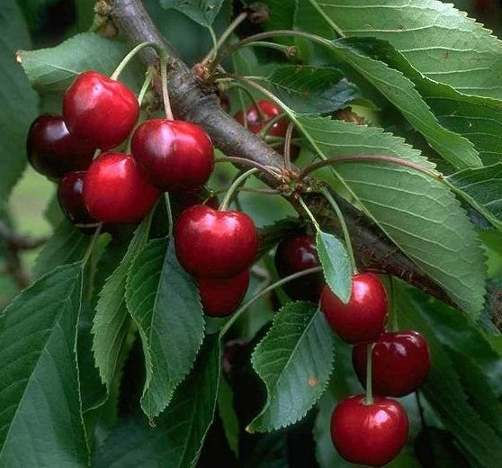 Obstbaum Geschäft -Obstbaum Geschäft Burlat komprimiert