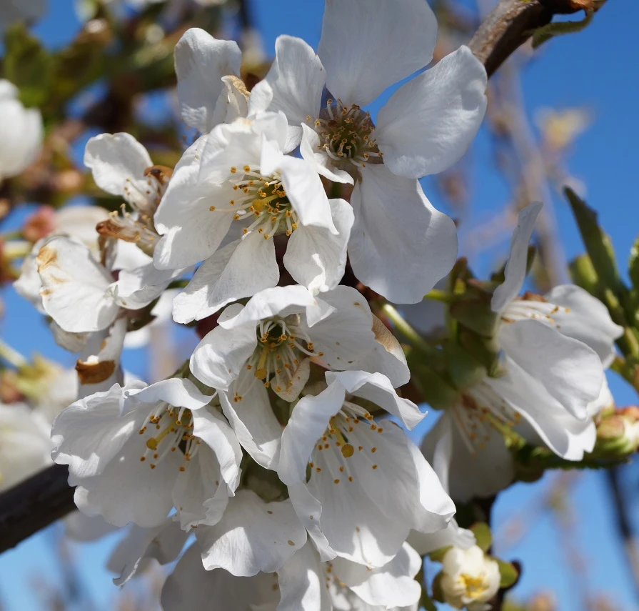 Burlat Prunus Avium `Burlat´ 2 Burlat Prunus Avium `Burlat´ - Image 2