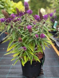 Schmetterlingsflieder Butterfly Candy® (versch. Farben) Buddleja Davidii -Obstbaum Geschäft Butterfly Candy