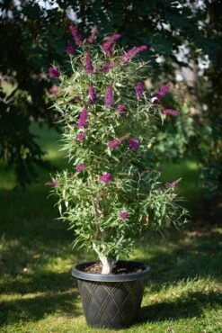 Säulen-Sommerflieder `Butterfly Tower´ Buddleja Davidii `Butterfly Tower´ -Obstbaum Geschäft Butterfly Tower Kordes Jungpflanzen2