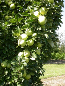 Zwergapfel `Cactus´ Malus Domestica `Cactus´ -Obstbaum Geschäft Cactus 1