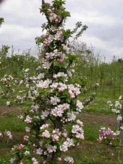 Zwergapfel `Cactus´ Malus Domestica `Cactus´ -Obstbaum Geschäft Cactus2