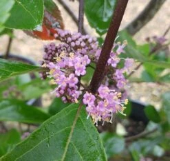 Schönfrucht, Liebesperlenstrauch Callicarpa Bodinieri `Profusion´ -Obstbaum Geschäft Callicarpa Sch nfrucht Bl te