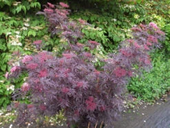 Holunder `Cherry Lace´ Sambucus Nigra `Cherry Lace´ -Obstbaum Geschäft Cherry LAce3