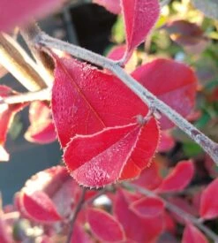 Chinesische Quitte / Holzquitte Pseudocydonia Sinensis -Obstbaum Geschäft Chinesische Quitte Holzquitte Pseudocydonia