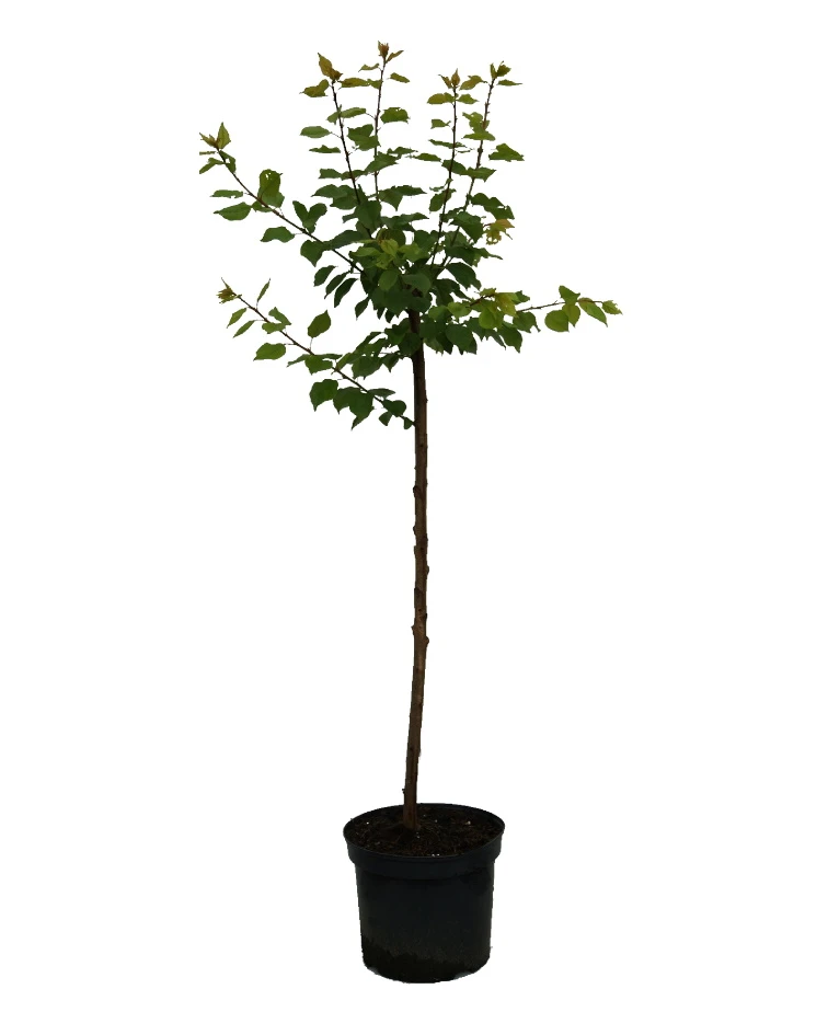 Aprikose `Colorado´ Prunus Armeniaca `Colorado´ 2 Aprikose `Colorado´ Prunus Armeniaca `Colorado´ - Image 2