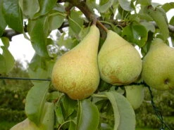 Condo Pyrus Communis `Condo´ -Obstbaum Geschäft Condo 3