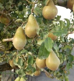 Conference Pyrus Communis `Conference 6 Conference Pyrus Communis `Conference -Obstbaum Geschäft Conference Birne