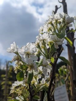 Conference Pyrus Communis `Conference 7 Conference Pyrus Communis `Conference -Obstbaum Geschäft Conference Bl te scaled