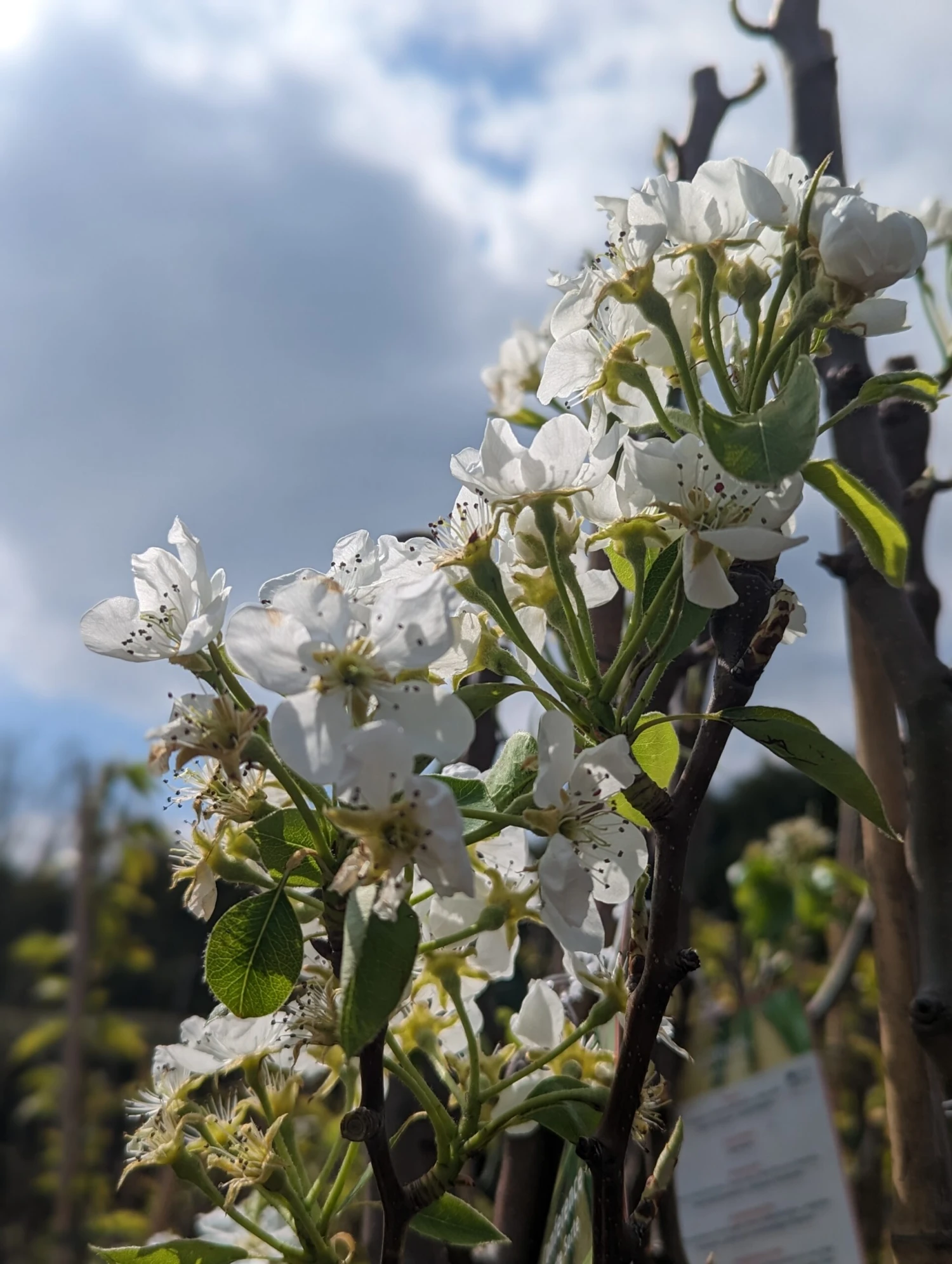 Conference Pyrus Communis `Conference 4 Conference Pyrus Communis `Conference - Image 4