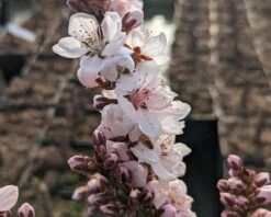 Zwergpfirsich `Crimson Bonfire´ Prunus Persica `Crimson Bonfire´ -Obstbaum Geschäft Crimson Bonfire