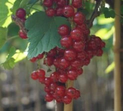 Rolan Ribes Rubrum `Rolan´ -Obstbaum Geschäft DSC01666