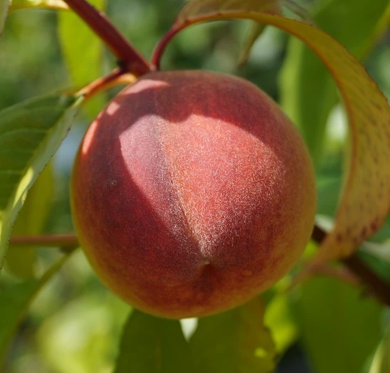 Pfirsich Red Haven Prunus Persica `Red Haven´ 7 Pfirsich Red Haven Prunus Persica `Red Haven´ - Image 7