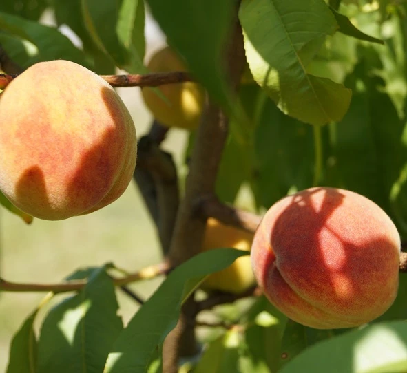 Pfirsich Red Haven Prunus Persica `Red Haven´ 6 Pfirsich Red Haven Prunus Persica `Red Haven´ - Image 6