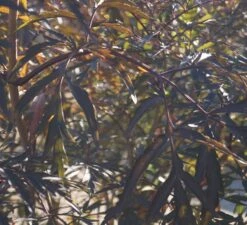 Holunder Black Lace ® Sambucus Nigra `Black Lace´ -Obstbaum Geschäft DSC01980