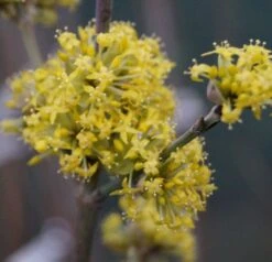 Großfrüchtige Kornelkirsche `Schönbrunner Gourmet Dirndl´ Cornus Mas `Schönbrunner Gourmetdirndl´ -Obstbaum Geschäft DSC02022