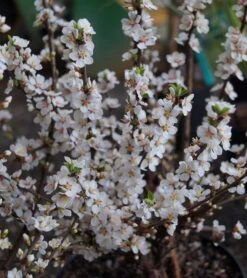 Nankingkirsche `Orient´ Prunus Tomentosa Orient -Obstbaum Geschäft DSC02034