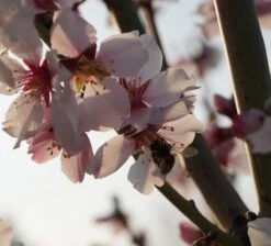 Dürkheimer Krachmandel Prunus Dulcis `Dürkheimer Krachmandel´ -Obstbaum Geschäft DSC02038