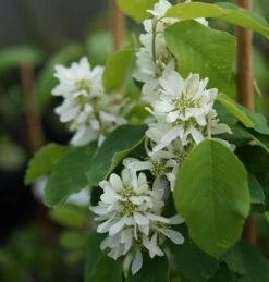Saskatoon Berry Amelanchier Alnifolia `Saskatoon Berry´ -Obstbaum Geschäft DSC02071