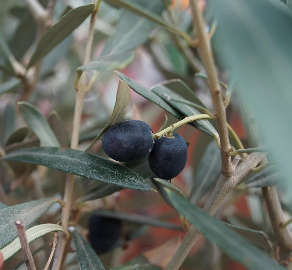 Olivenbaum - Stämmchen Olea Europaea 1 Olivenbaum - Stämmchen Olea Europaea