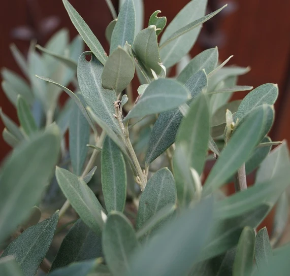 Olivenbaum - Stämmchen Olea Europaea 2 Olivenbaum - Stämmchen Olea Europaea - Image 2