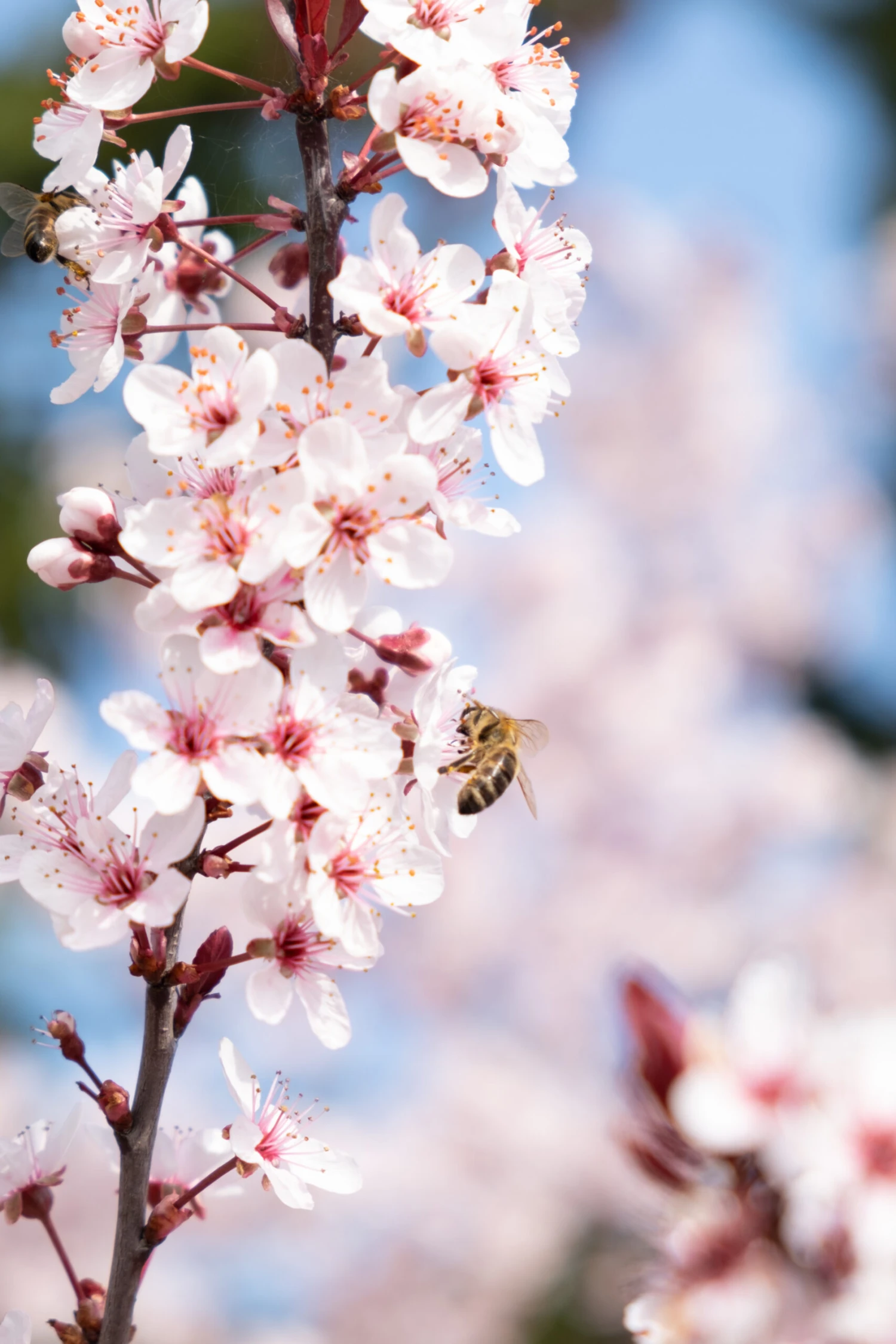 Zwergblutpflaume Prunus Cistena 2 Zwergblutpflaume Prunus Cistena - Image 2