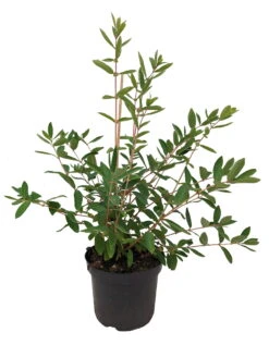 Sibirische Blaubeere `Eisbär´ Lonicera Kamtschatica `Eisbär´ -Obstbaum Geschäft Eisb r weiss scaled