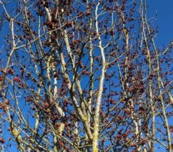 Eisenholzbaum Parrotia Persica -Obstbaum Geschäft Eisenholzbaum Bl te 2