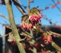 Eisenholzbaum Parrotia Persica -Obstbaum Geschäft Eisenholzbaum bl te und BieneataOpQ1apbuNb