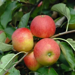 Elstar ® Malus Domestica -Obstbaum Geschäft Elstar