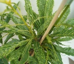 Esskastanie `Asplenifolia´ Castanea Sativa `Asplenifolia´ -Obstbaum Geschäft Esskastanie Asplenifolia1