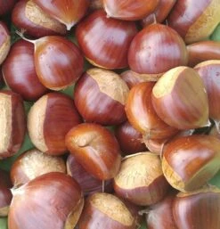 Duo-Esskastanie, Belle Epine & Bouche De Betizac Castanea Sativa -Obstbaum Geschäft Esskastanie Belle EpineGmNJQelgJyOMr