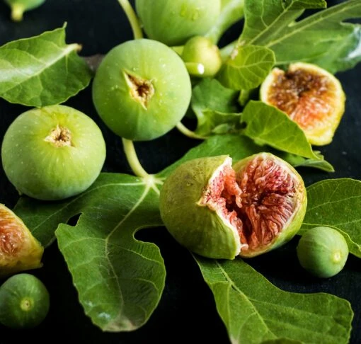 Feige `Ficcolino® Gustis®´ Ficus Carica -Obstbaum Geschäft Feige erweiterte Lizenz