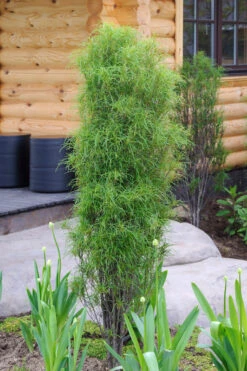 Farnblättriger Säulen-Faulbaum `Fine Line´ Rhamnus Frangula `Fine Line´