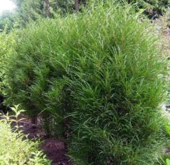 Farnblättriger Säulen-Faulbaum `Fine Line´ Rhamnus Frangula `Fine Line´ -Obstbaum Geschäft Fine LIne Kordes Jungpflanzen