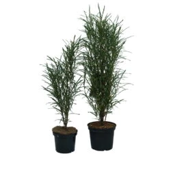 Farnblättriger Säulen-Faulbaum `Fine Line´ Rhamnus Frangula `Fine Line´ -Obstbaum Geschäft Fine Line Faulbaum 2