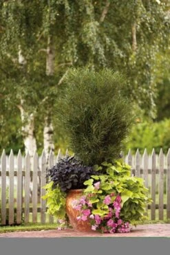 Farnblättriger Säulen-Faulbaum `Fine Line´ Rhamnus Frangula `Fine Line´ -Obstbaum Geschäft Fine Line Kordes Jungpflanzen1