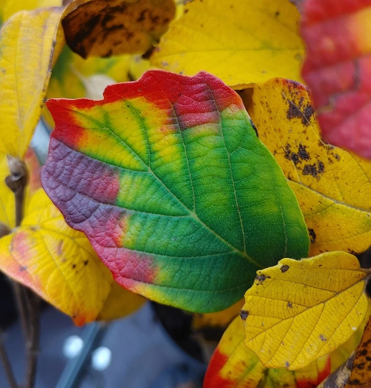 Großer Federbuschstrauch Fothergilla Major 4 Großer Federbuschstrauch Fothergilla Major - Image 4