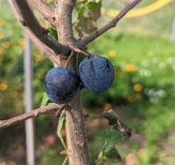 Obstbaum Geschäft -Obstbaum Geschäft Fr nkische haferschlehe 1