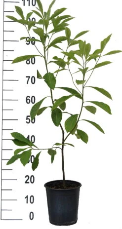 Franklinia Alatamaha "Franklinie / Franklinbaum" Franklinia Alatamaha -Obstbaum Geschäft Franklinie neu weiss