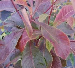 Franklinia Alatamaha "Franklinie / Franklinbaum" Franklinia Alatamaha -Obstbaum Geschäft Frankliniha