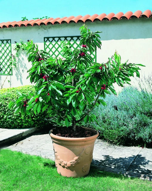 Zwerg-Süßkirsche `Garden Bing®´ Prunus Avium `Garden Bing´ -Obstbaum Geschäft Garden Bing BIld