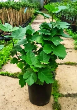 Gebirgsfeige Ficus Afghanistanica