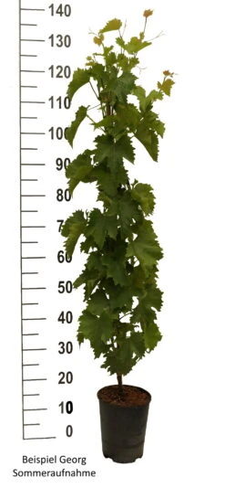 Obstbaum Geschäft -Obstbaum Geschäft Gerorg weiss