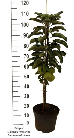 Säulenapfel `Goldcats´ Malus Domestica `Goldcats´ -Obstbaum Geschäft Goldcats zweij hrig weiss