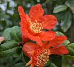 Obstbaum Geschäft -Obstbaum Geschäft Granatapfel Bl te