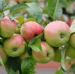 Gravensteiner Malus Domestica