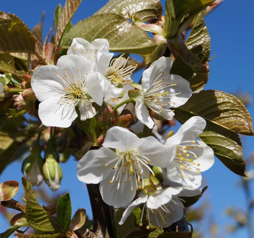 Große Schwarze Knorpelkirsche Prunus Avium `Große Schwarze Knorpelkirsche´ 2 Große Schwarze Knorpelkirsche Prunus Avium `Große Schwarze Knorpelkirsche´ - Image 2