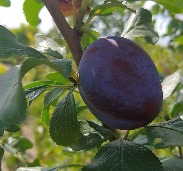 Haganta (S) Prunus Domestica `Haganta´ 2 Haganta (S) Prunus Domestica `Haganta´ - Image 2